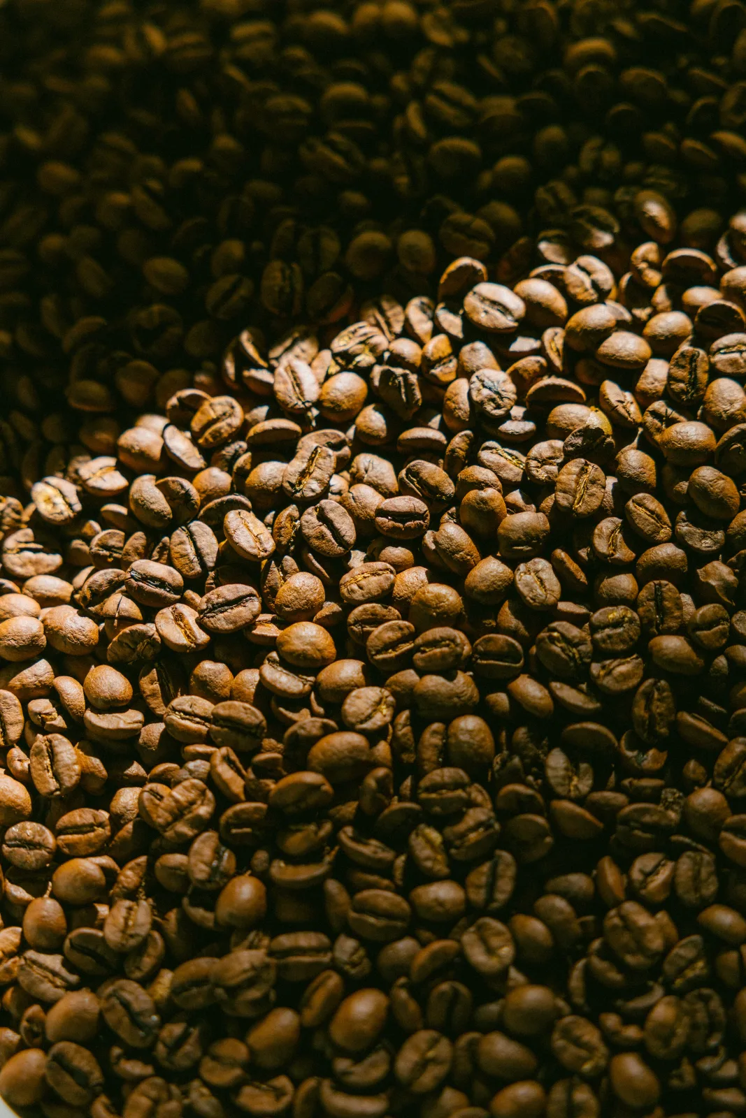 Granos de café recién tostado en el obrador de Puchero